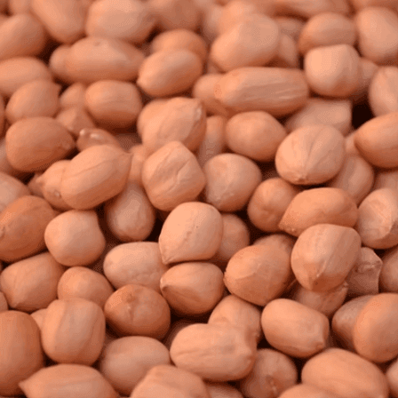Raw Groundnut (Naatu Nilakadalai) – Native Peanuts