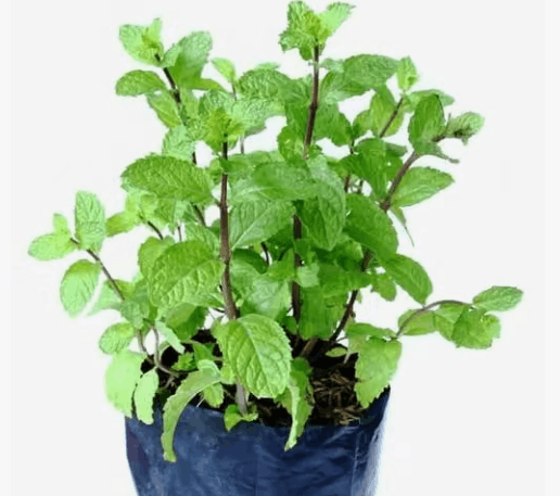 Fresh Mint Plant – Pudina Plant