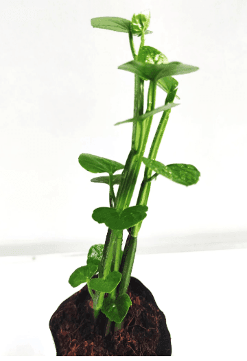 Pirandai Plant