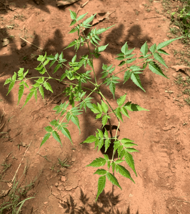 Malaivembu (Forest Neem) Plant