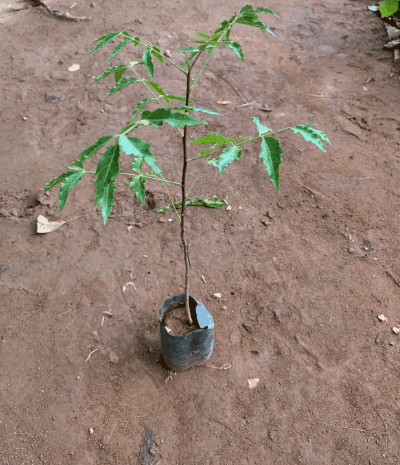 Vembu (Neem) Plant