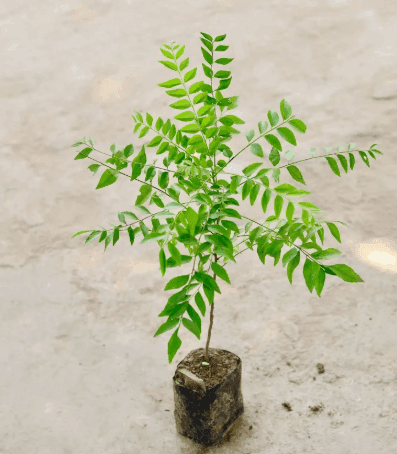 Fresh Curry Leaf(Kariveppilai) Plant