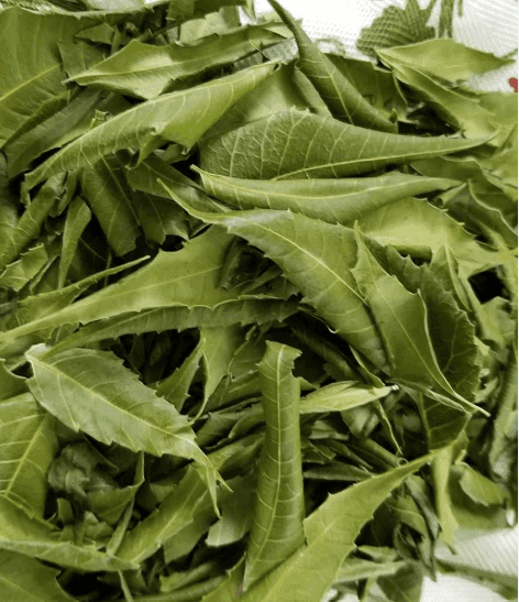 Natural Dry Neem(vembu) Leaves