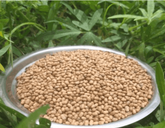 Natural Moth Bean (Naripayaru) – Whole